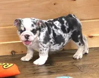 TINA - BLUE MERLE, a female English Bulldog for sale in Marshfield, MO – 6 of 6