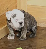 GRETA BRINDLE, a female English Bulldog for sale in Marshfield, MO – 6 of 6