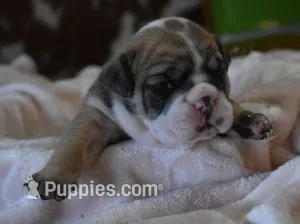 FOXY, RED & WHITE, AKC