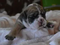 processed/28f3fc20-e8f6-4bd3-ab34-3724b1a5bec2/listing/4364ae51-7d41-4c9b-9d15-b452cc1347da/b7032f6b-76f7-4f3a-bf25-7d2e6fc738c4