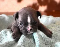 VOLT  BLUE & WHITE, a male French Bulldog for sale in Marshfield, MO – Photo 3 of 3