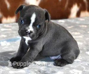 VOLT  BLUE & WHITE – French Bulldog puppy for sale in Marshfield, MO