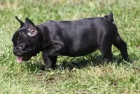 IVY, a female French Bulldog for sale in Marshfield, MO – 4 of 5