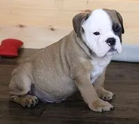 GRANT FAWN & WHITE, a male English Bulldog for sale in Marshfield, MO – 2 of 6