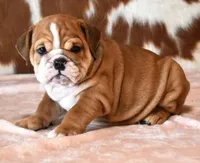 FANCY RED & WHITE, a female English Bulldog for sale in Marshfield, MO – 2 of 5