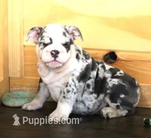 TINA - BLUE MERLE – English Bulldog puppy for sale in Marshfield, MO