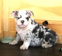 TINA - BLUE MERLE, a female English Bulldog for sale in Marshfield, MO – 1 of 6