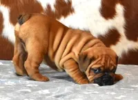 FRANKIE , a male English Bulldog for sale in Marshfield, MO – 4 of 4