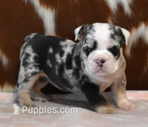 TINA - BLUE MERLE – English Bulldog puppy for sale in Marshfield, MO