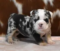 TINA - BLUE MERLE, a female English Bulldog for sale in Marshfield, MO – 1 of 4