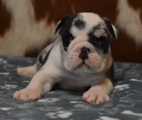 TANK - BLUE MERLE AKC, a male English Bulldog for sale in Marshfield, MO – 2 of 4