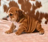 FANCY RED & WHITE, a female English Bulldog for sale in Marshfield, MO – 3 of 5