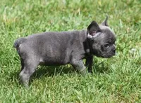CHANCE BLUE, a male French Bulldog for sale in Marshfield, MO – 5 of 6