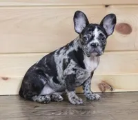 CC BLUE MERLE, a female French Bulldog for sale in Marshfield, MO – 2 of 4