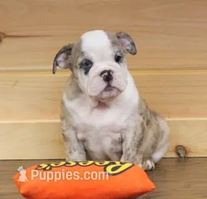 NOVA - RED MERLE – English Bulldog puppy for sale in Marshfield, MO
