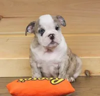 NOVA - RED MERLE, a female English Bulldog for sale in Marshfield, MO – 1 of 7