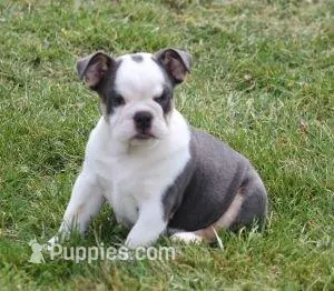 TORI BLUE TRI – English Bulldog puppy for sale in Marshfield, MO