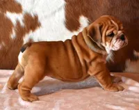 FANCY RED & WHITE, a female English Bulldog for sale in Marshfield, MO – 5 of 5