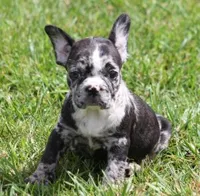 CC BLUE MERLE, a female French Bulldog for sale in Marshfield, MO – 4 of 4