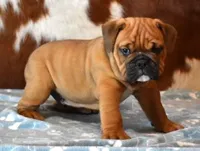 FRANKIE , a male English Bulldog for sale in Marshfield, MO – 3 of 4