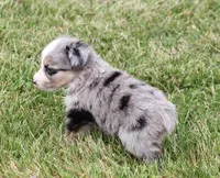 TACO BLUE MERLE, a male Toy Australian Shepherd for sale in Marshfield, MO – Photo 4 of 5
