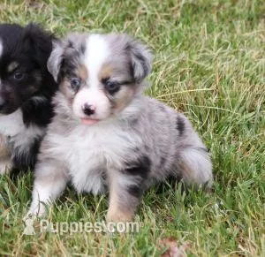 TACO BLUE MERLE – Toy Australian Shepherd puppy for sale in Marshfield, MO