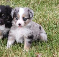 TACO BLUE MERLE, a male Toy Australian Shepherd for sale in Marshfield, MO – Photo 1 of 5