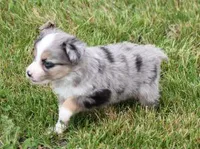 TACO BLUE MERLE, a male Toy Australian Shepherd for sale in Marshfield, MO – Photo 5 of 5
