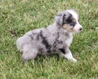 TACO BLUE MERLE, a male Toy Australian Shepherd for sale in Marshfield, MO – Photo 2 of 5
