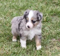 TACO BLUE MERLE, a male Toy Australian Shepherd for sale in Marshfield, MO – Photo 3 of 5