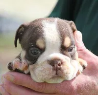 FONZY CHOCOLATE & WHITE, a male English Bulldog for sale in Marshfield, MO – Photo 3 of 5