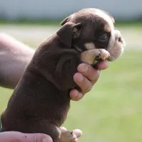 FONZY CHOCOLATE & WHITE, a male English Bulldog for sale in Marshfield, MO – Photo 4 of 5
