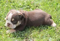 FONZY CHOCOLATE & WHITE, a male English Bulldog for sale in Marshfield, MO – Photo 2 of 5