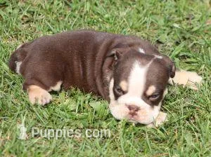 FONZY CHOCOLATE & WHITE – English Bulldog puppy for sale in Marshfield, MO