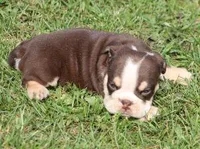 FONZY CHOCOLATE & WHITE, a male English Bulldog for sale in Marshfield, MO – Photo 1 of 5