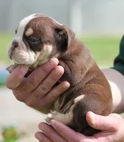 FONZY CHOCOLATE & WHITE, a male English Bulldog for sale in Marshfield, MO – Photo 5 of 5