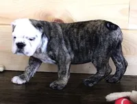 GRETA BRINDLE, a female English Bulldog for sale in Marshfield, MO – 2 of 6