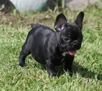 IVY, a female French Bulldog for sale in Marshfield, MO – 5 of 5