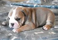 AXLE BLUE TRI AKC, a male English Bulldog for sale in Marshfield, MO – Photo 3 of 4