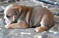 AXLE BLUE TRI AKC, a male English Bulldog for sale in Marshfield, MO – Photo 4 of 4