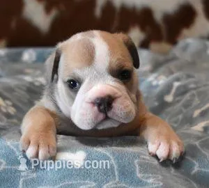AXLE BLUE TRI AKC – English Bulldog puppy for sale in Marshfield, MO