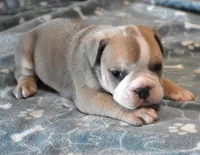 AXLE BLUE TRI AKC, a male English Bulldog for sale in Marshfield, MO – Photo 2 of 4