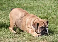 FIONA  MERLE, a female English Bulldog for sale in Marshfield, MO – 2 of 4