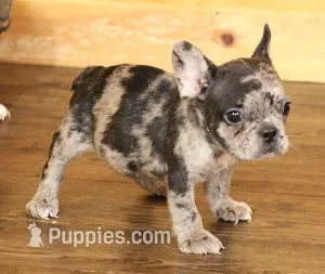 ISSAC BLUE MERLE – French Bulldog puppy for sale in Marshfield, MO