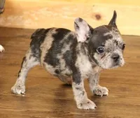 ISSAC BLUE MERLE, a male French Bulldog for sale in Marshfield, MO – 1 of 5