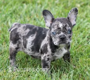 CANDY BLUE MERLE – French Bulldog puppy for sale in Marshfield, MO