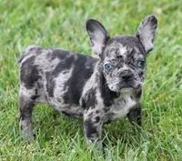 CANDY BLUE MERLE, a female French Bulldog for sale in Marshfield, MO – 1 of 4