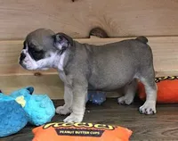 GABE RED & WHITE, a male English Bulldog for sale in Marshfield, MO – 5 of 6