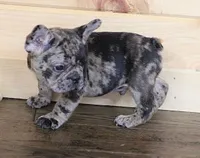 IRA BLUE MERLE, a male French Bulldog for sale in Marshfield, MO – 2 of 5