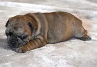 SASHA RED MERLE, a female French Bulldog for sale in Marshfield, MO – Photo 4 of 5